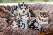 Siberian Husky Dog Breed Information Characteristics Siberian Husky Dog Breed Information Characteristics