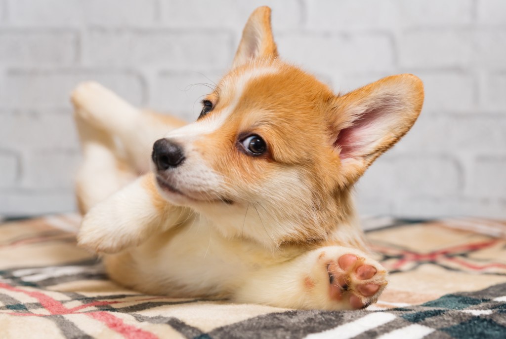 Corgi puppy rolling on floor