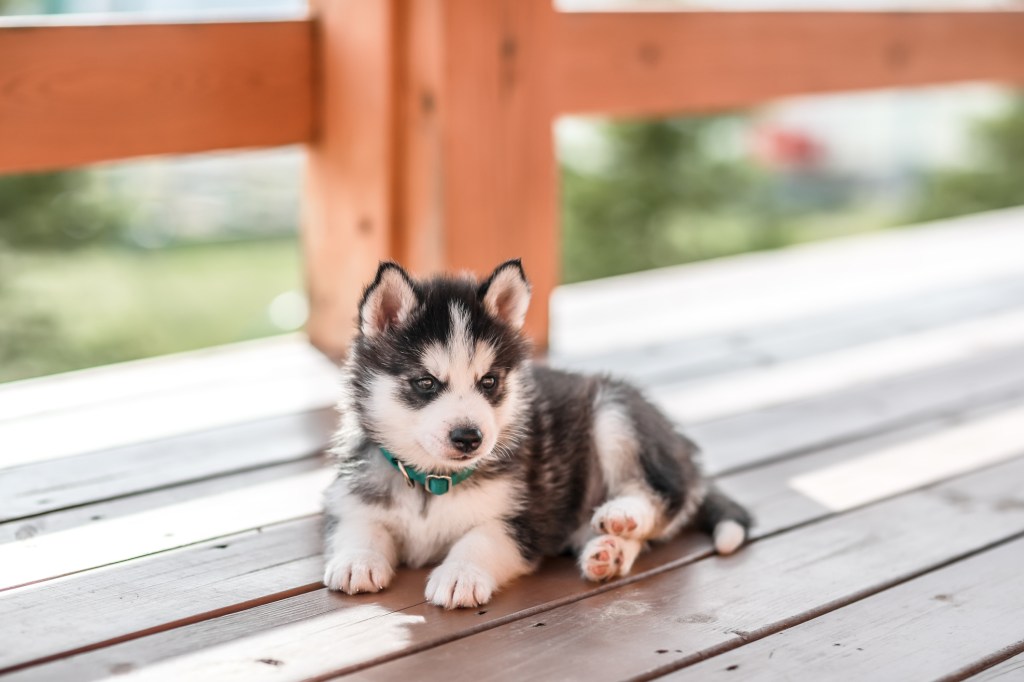 Siberian Husky puppy