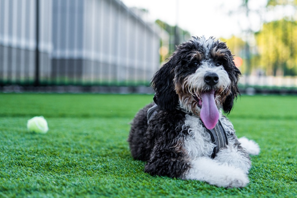 Bernedoodle lying in grass