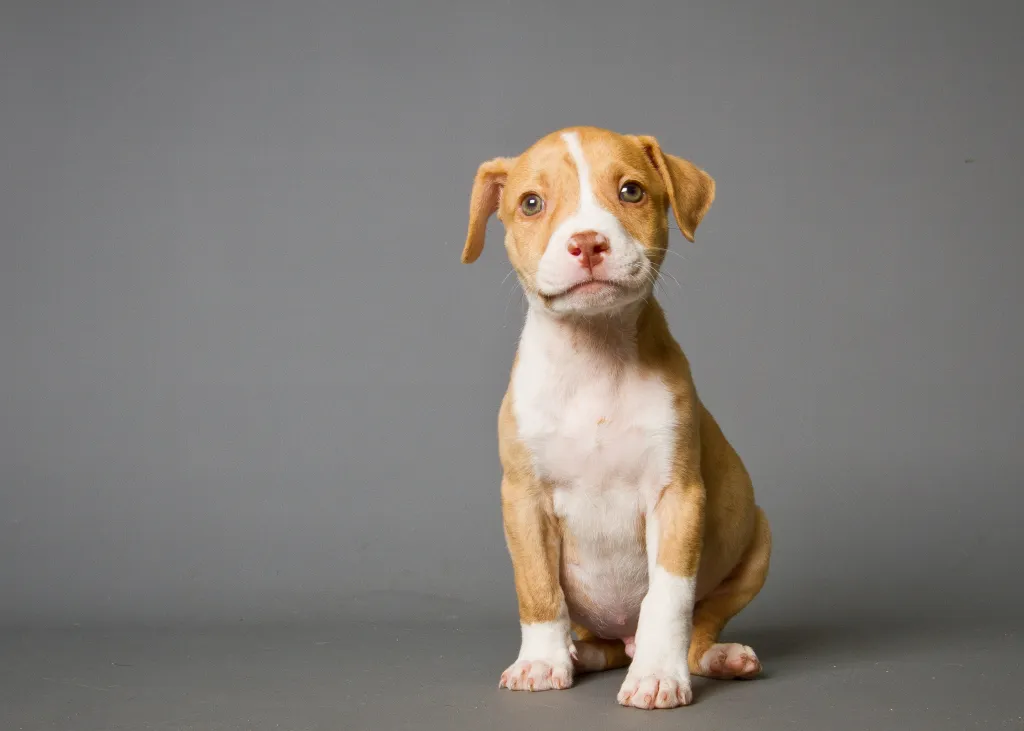 Gold and white Pit Bull puppy sitting with a grey background.