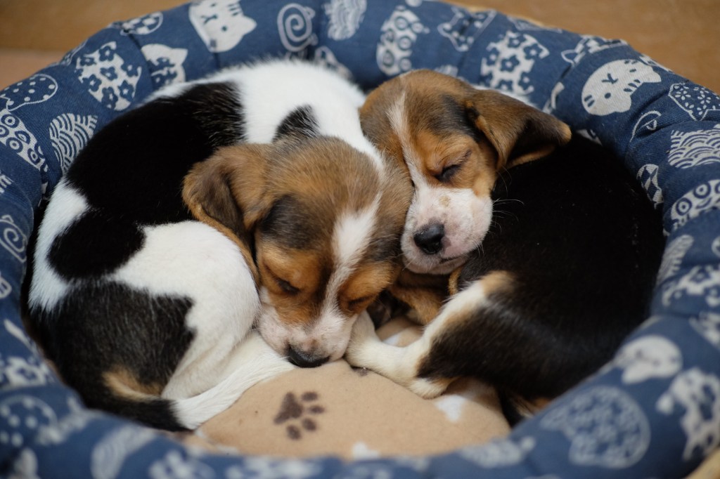 Beagle puppies sleeping in bed