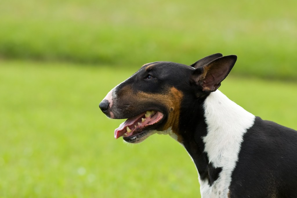 Close-up of Bull Terrier in profile