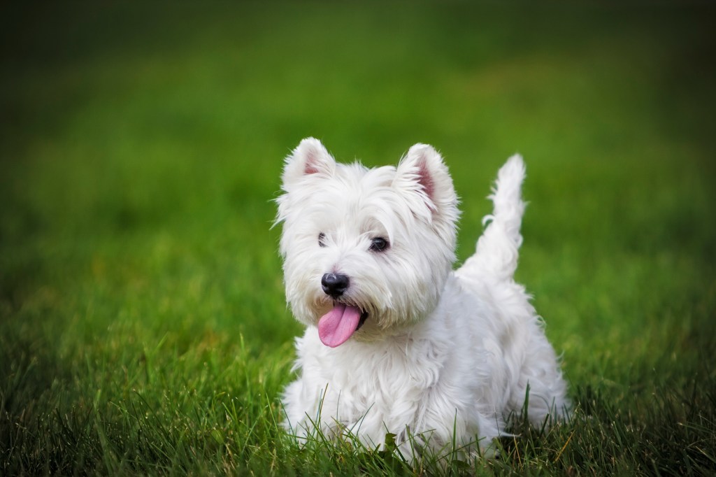 West Highland White Terrier in grass