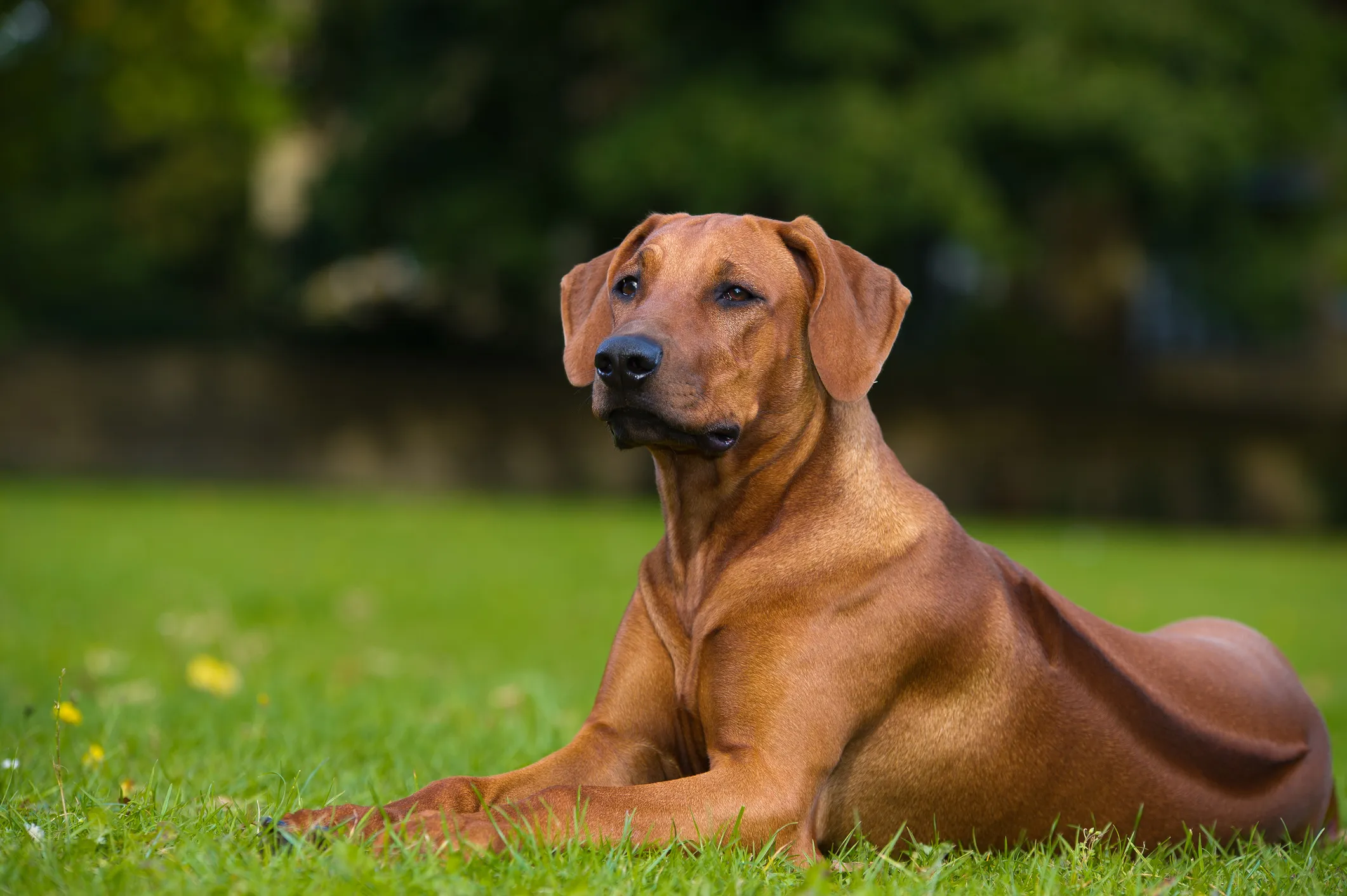 Do rhodesian ridgebacks hot sale have webbed feet