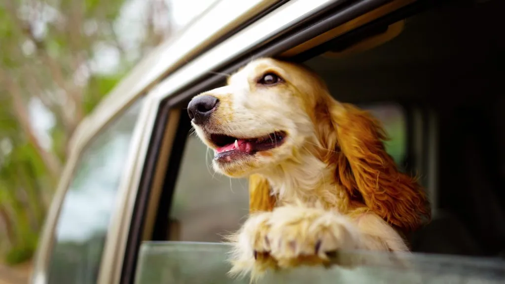 A Cocker Spaniel riding in a car, sticking his head out the window.