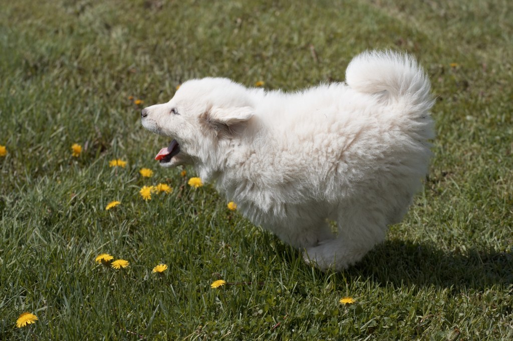 Great Pyrenees puppy running