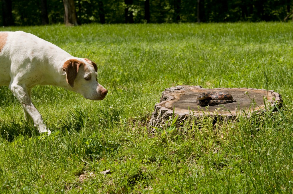 dog approaching snake on tree stump