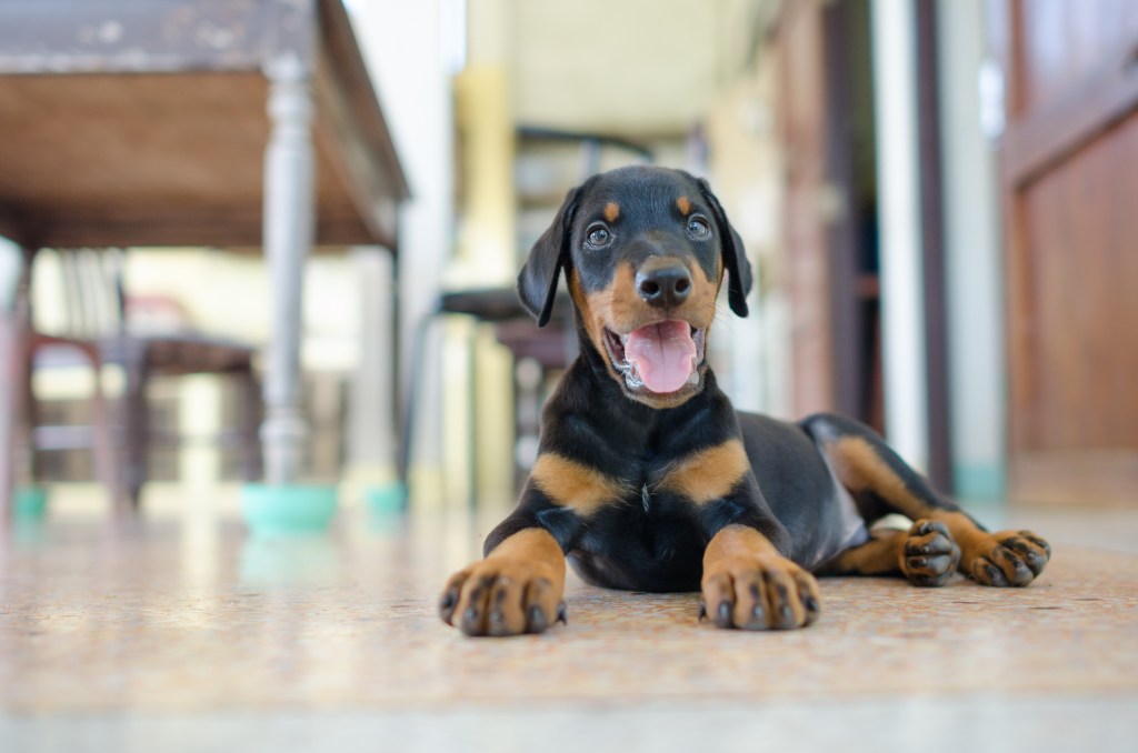 Doberman Pinscher Puppies: Cute Pictures and Facts