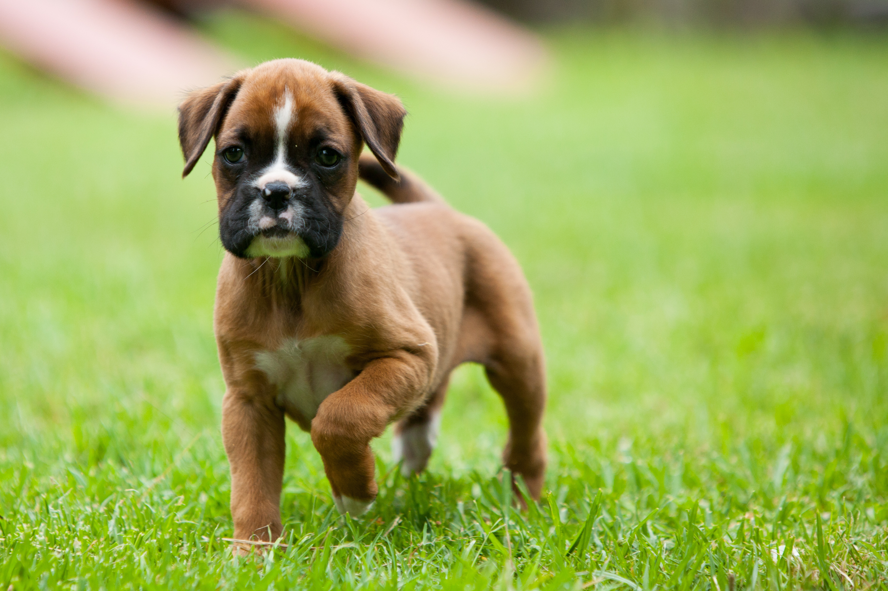 8 week best sale boxer puppy