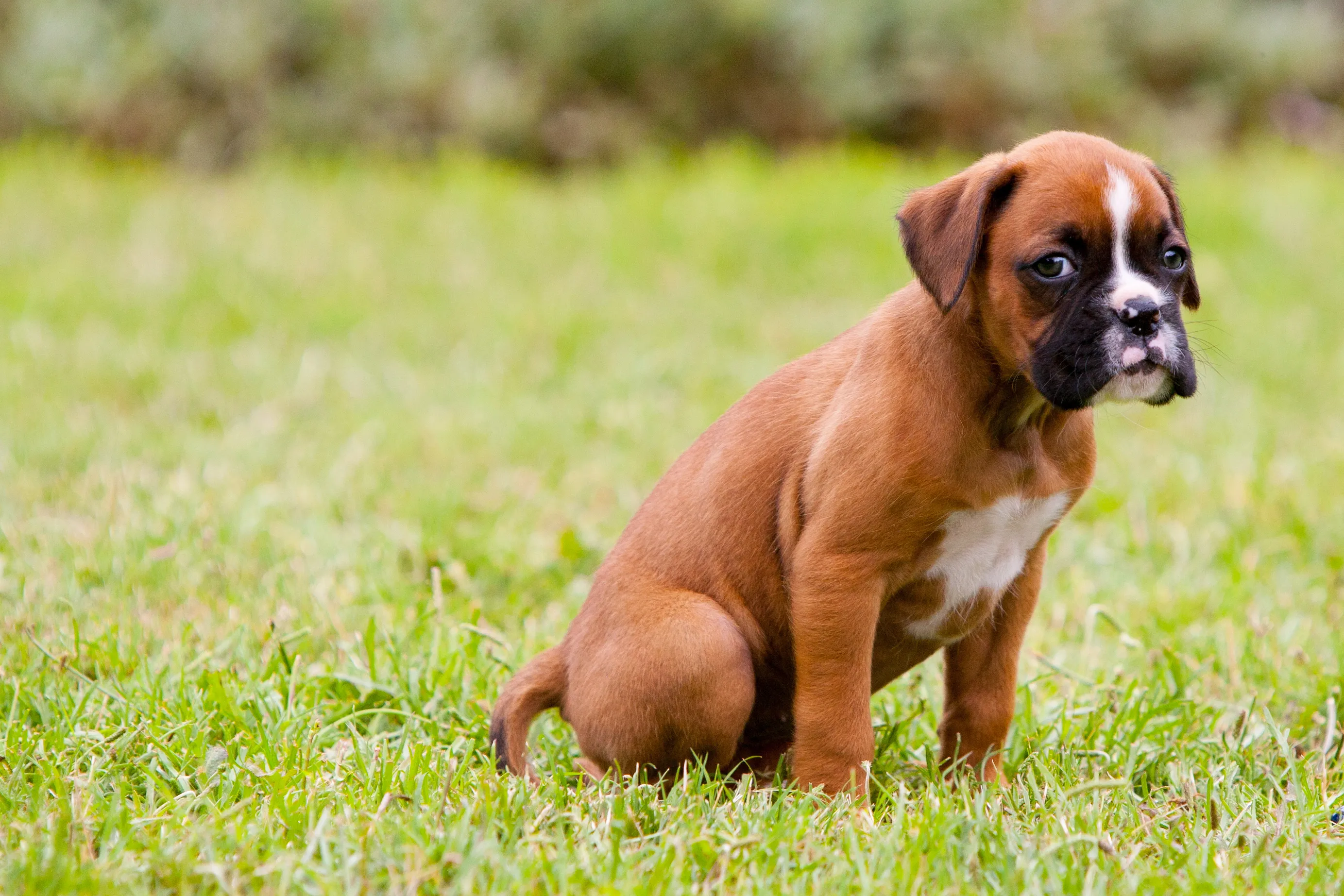 Boxer sales puppies pictures