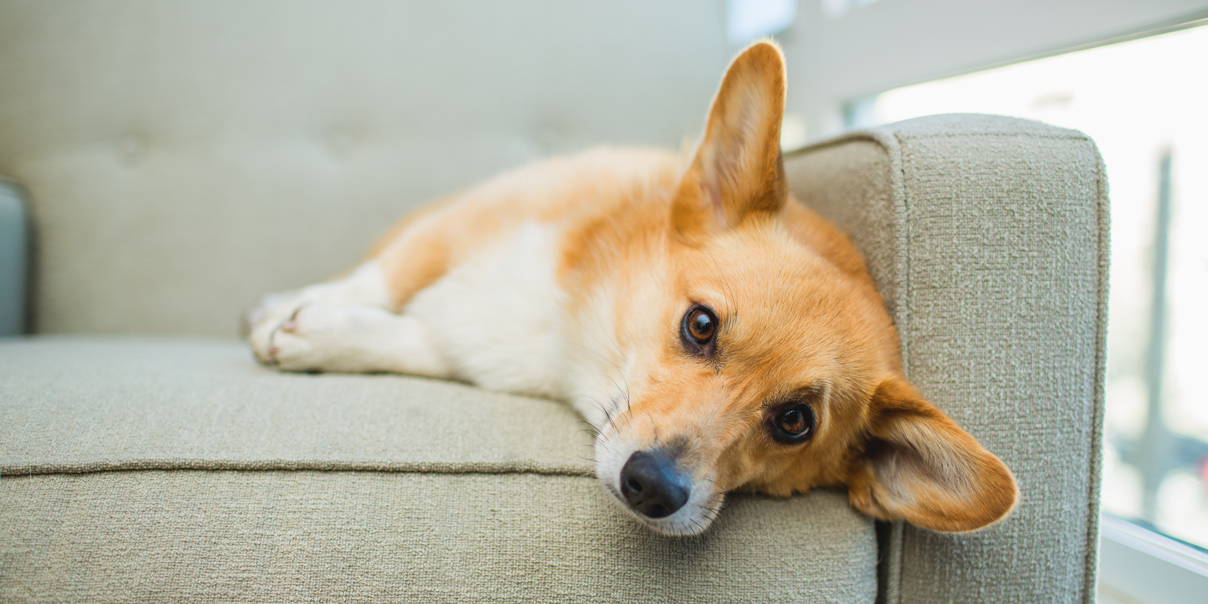 Pembroke Welsh Corgi Dog Breed Information