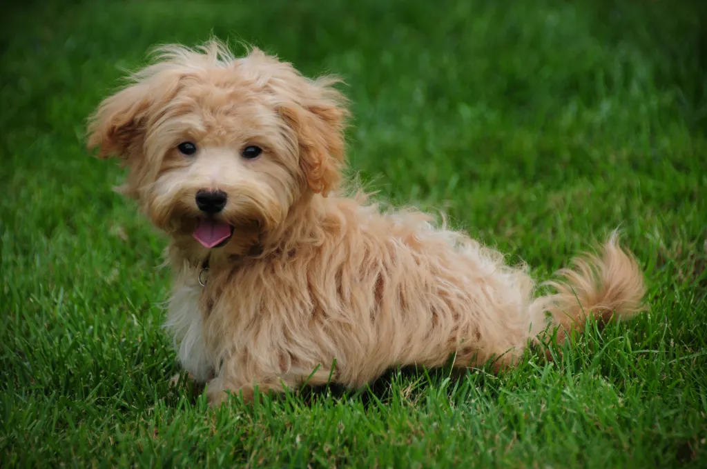 Maltipoo, an adorable Maltese Poodle mix, sitting in the grass.