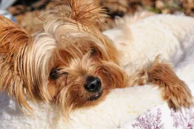 A senior Yorkshire Terrier lying in a bed. Dog is preparing to take his final breaths.