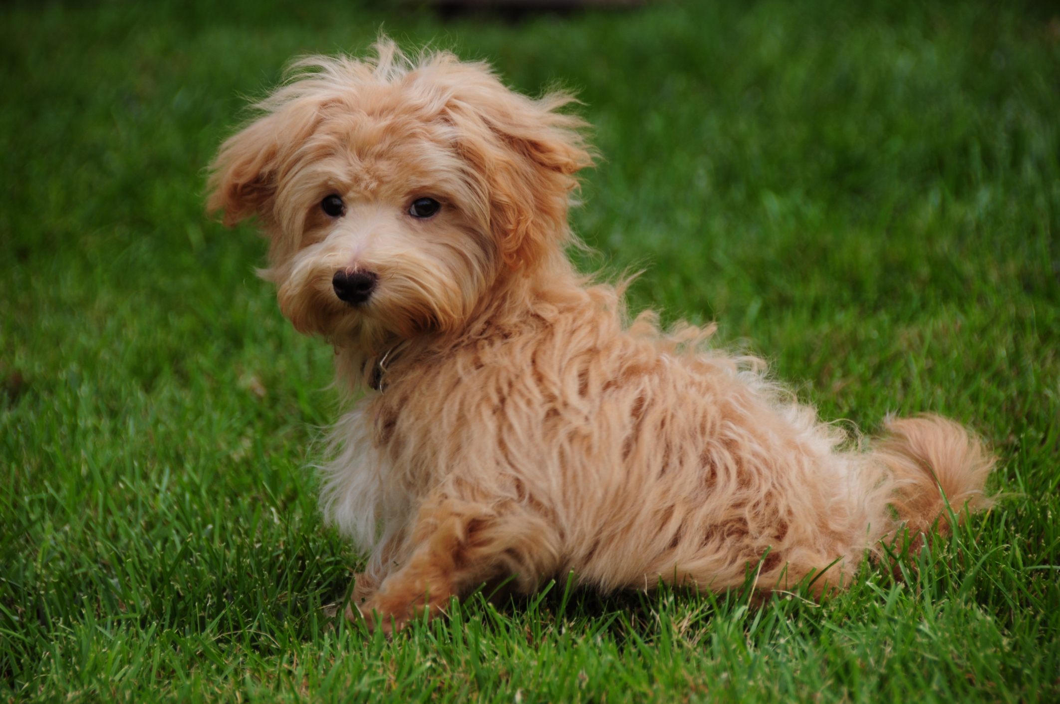 Maltipoo Dog Breed Information & Characteristics