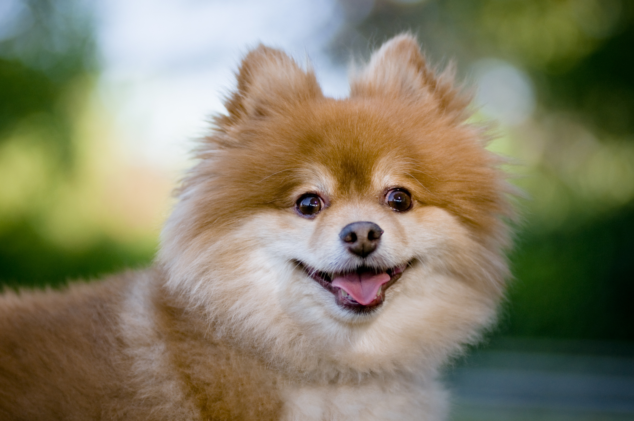 Pomeranian Dog Breed Information & Characteristics