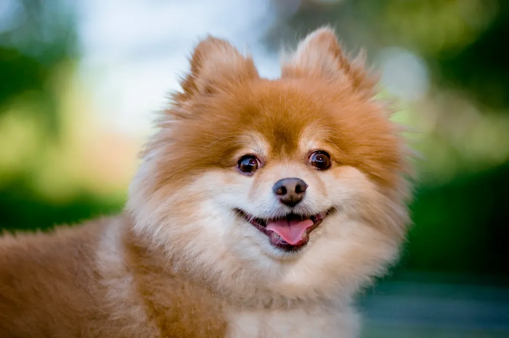 Pomeranian looking at camera with tongue sticking out.