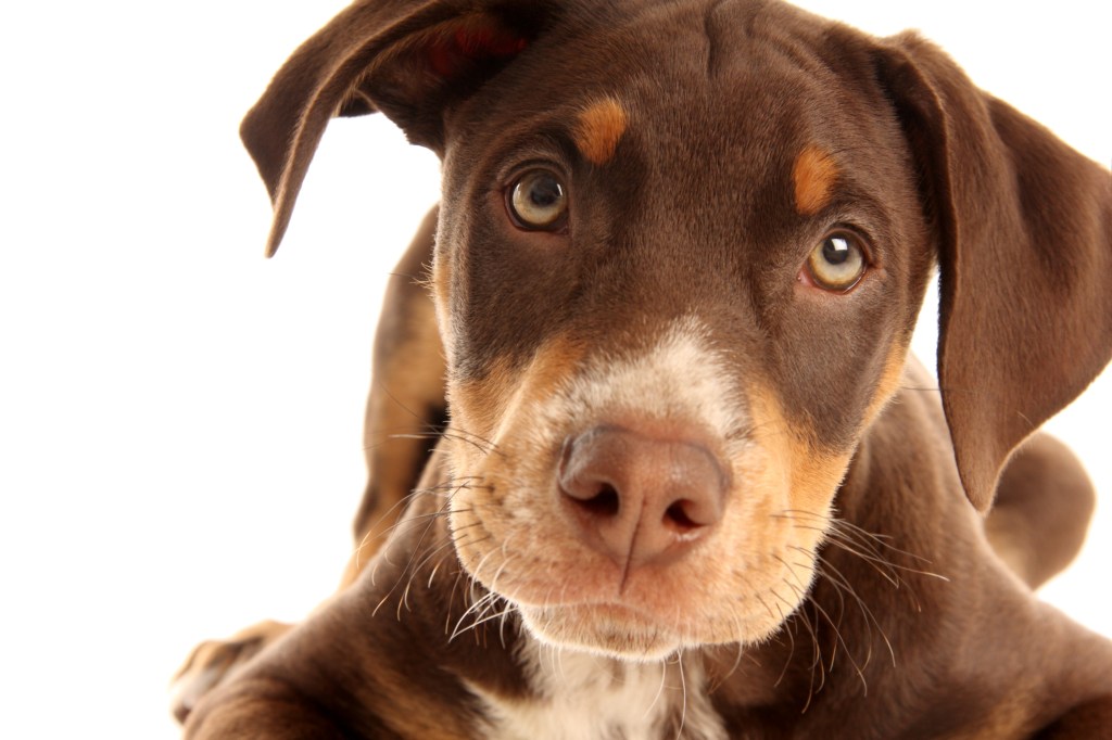 Doberman Pinscher puppy closeup