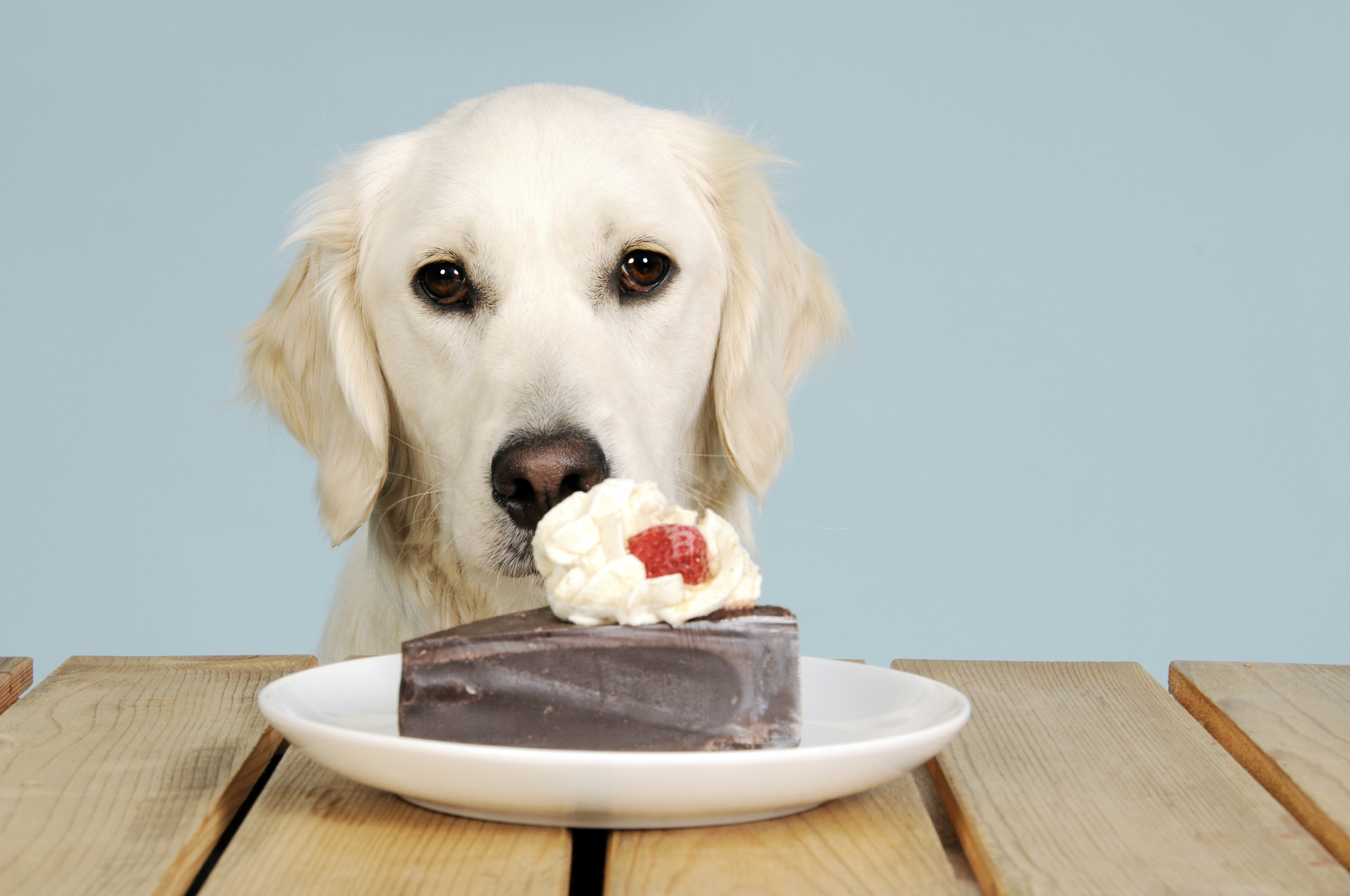 10 Foods That Are Bad for Dogs