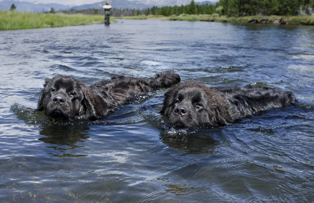 Two Newfoundlands, a large dog breed, swimming happily in the water.