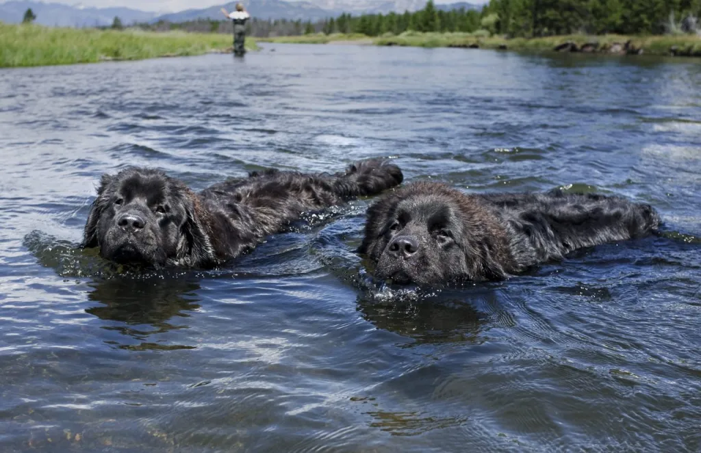 Two Newfoundlands swimming happily in the water.