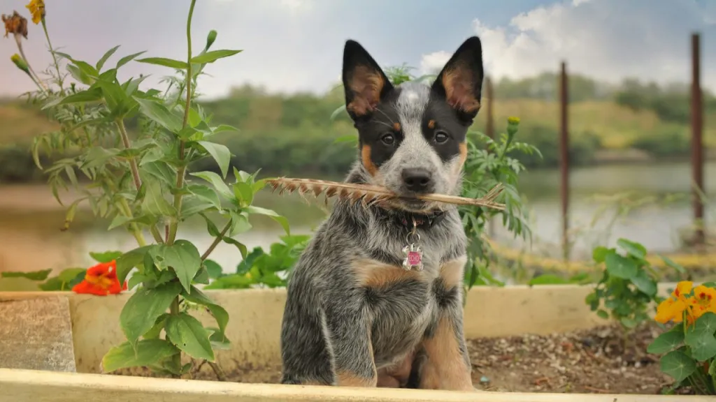 An Australian Cattle Dog puppy sits in a planter box.