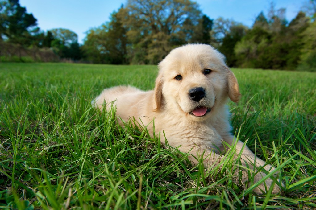 Cute Golden Retriever puppy on the grass