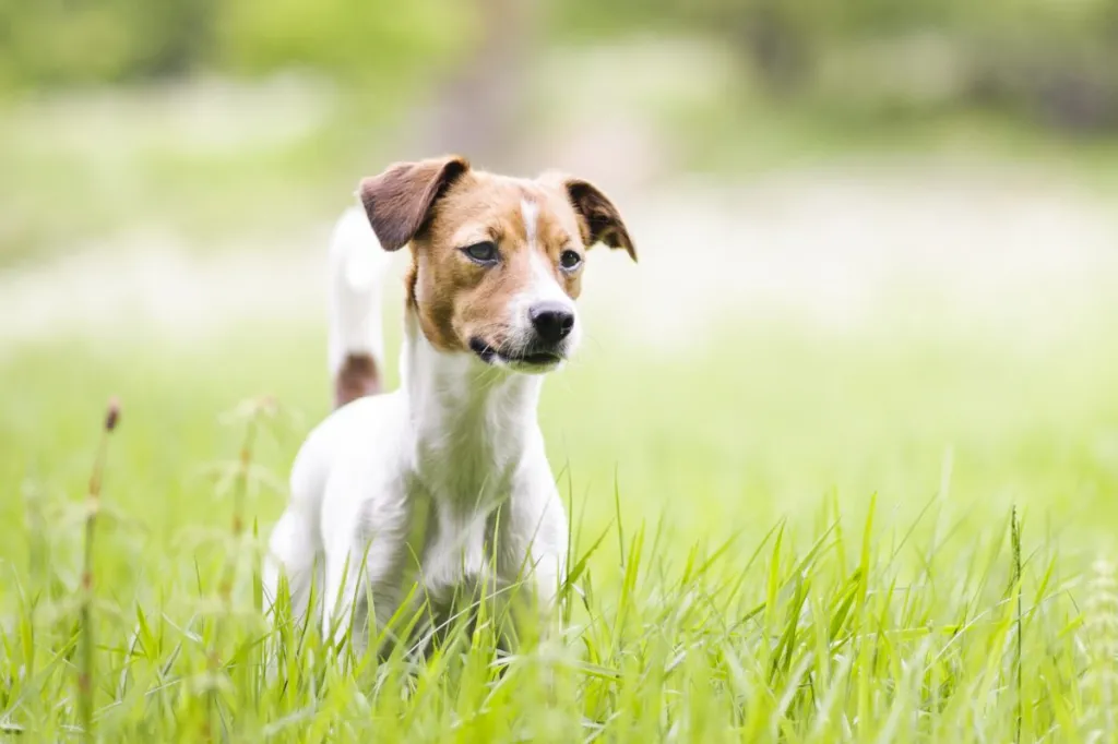 Danish-Swedish Farm Dog standing in grass