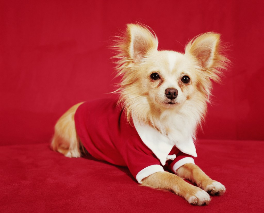 Long haired Chihuahua sitting against red backdrop