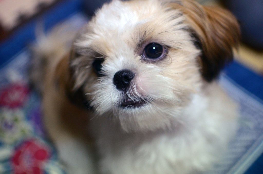 Close up of a shih-tzu's face