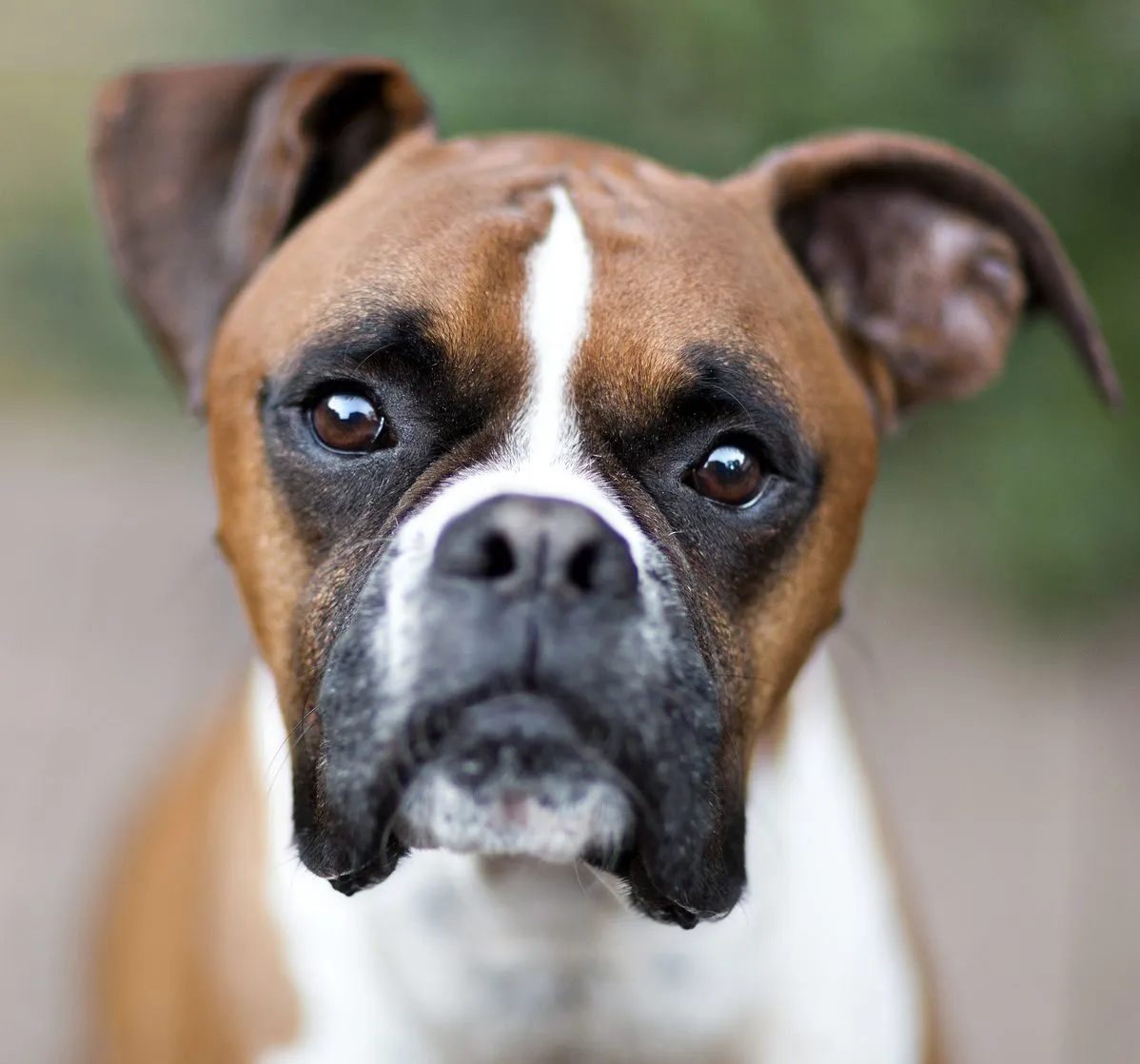 Boxer Dog Breed Information  Characteristics