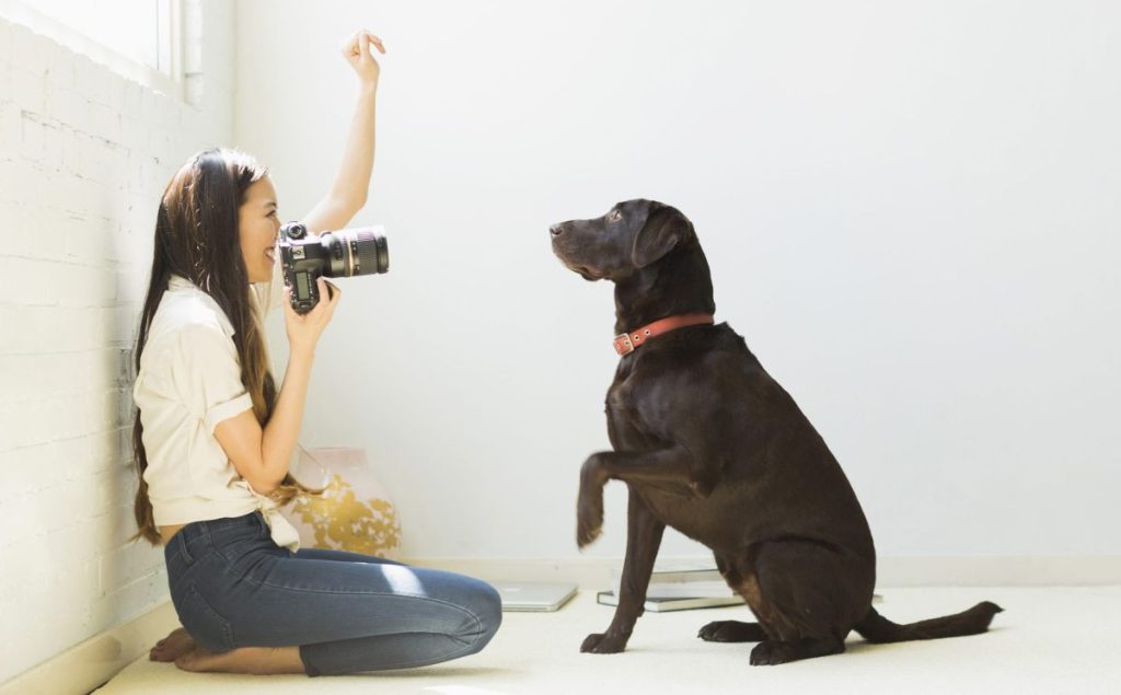 Pet photographer taking photos of dog in a white studio