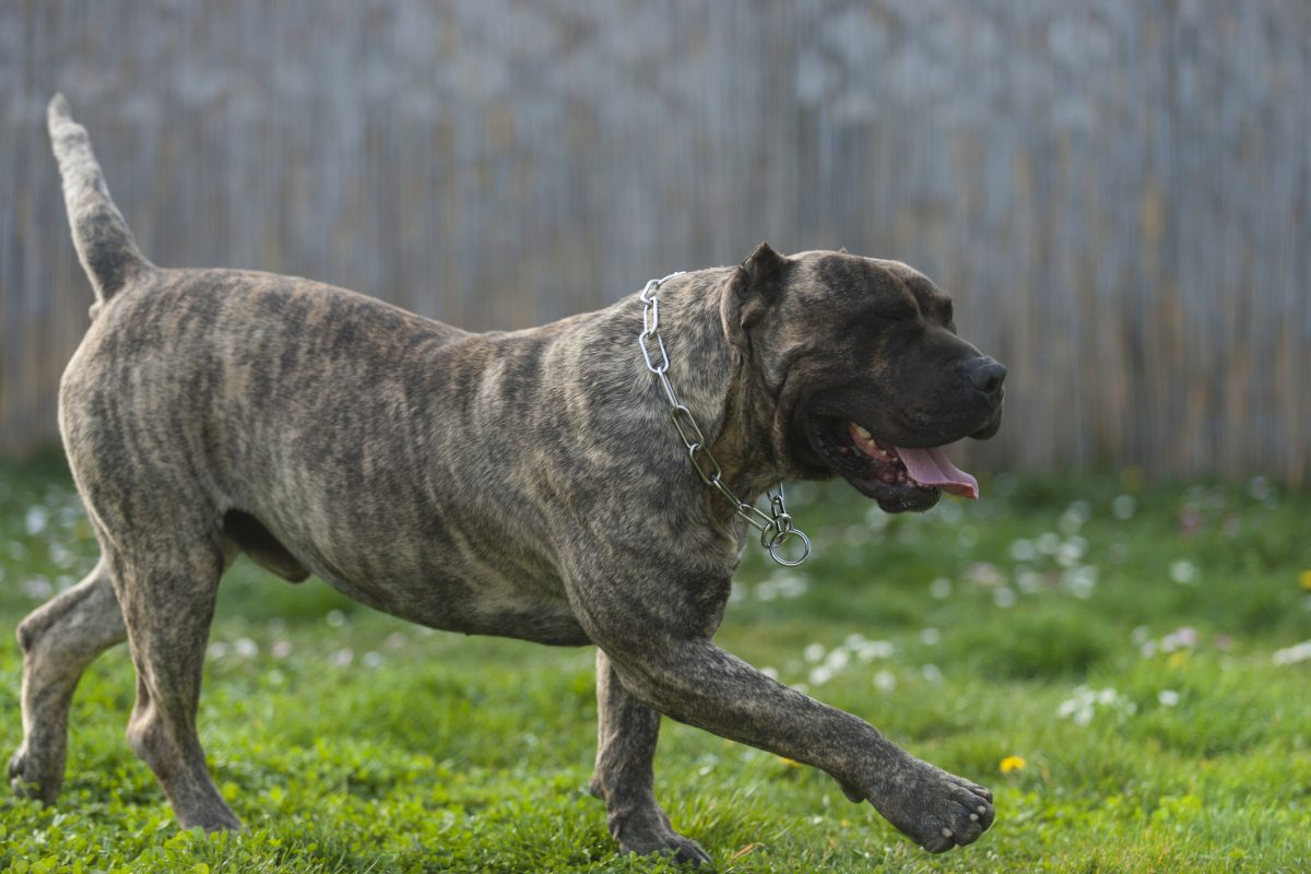 Big presa hot sale canario