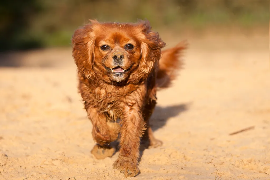 7 Things To Know About Cavalier King Charles Spaniels – American Kennel Club