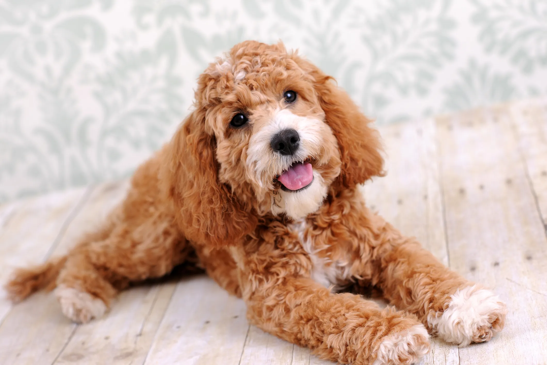 Cocker spaniel toy clearance poodle