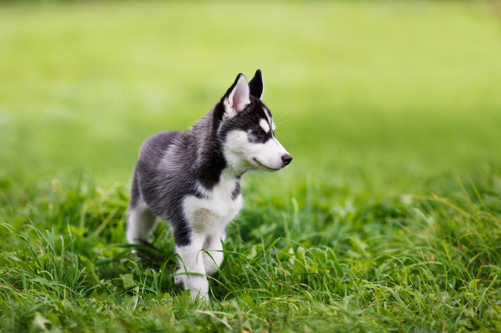 Husky puppy in grass