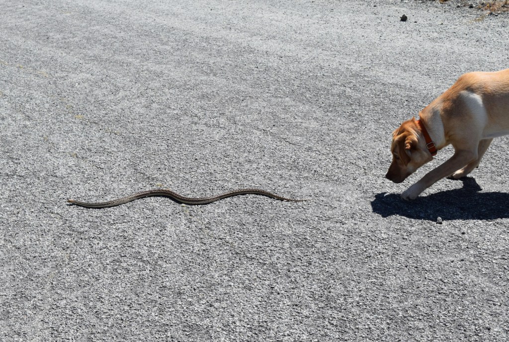 Dog watching a snake slither away on the pavement.