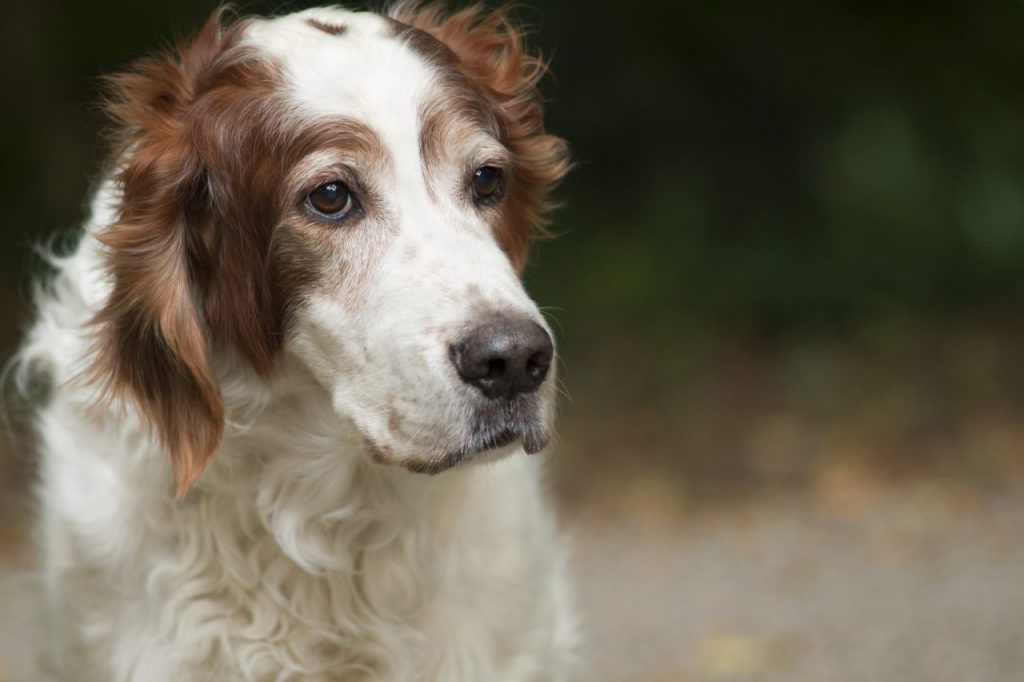 Irish Red and White Setter Dog Breed Information & Characteristics