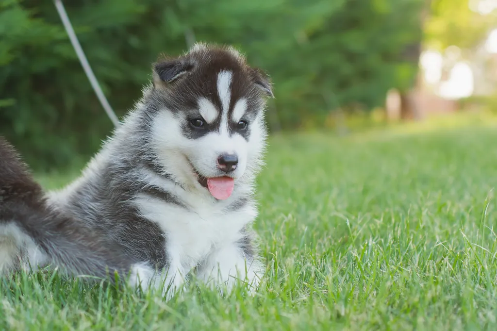 cute fluffy husky puppies wallpaper