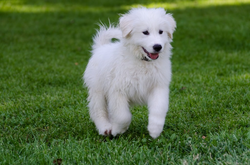 Adolescent Great Pyrenees puppy