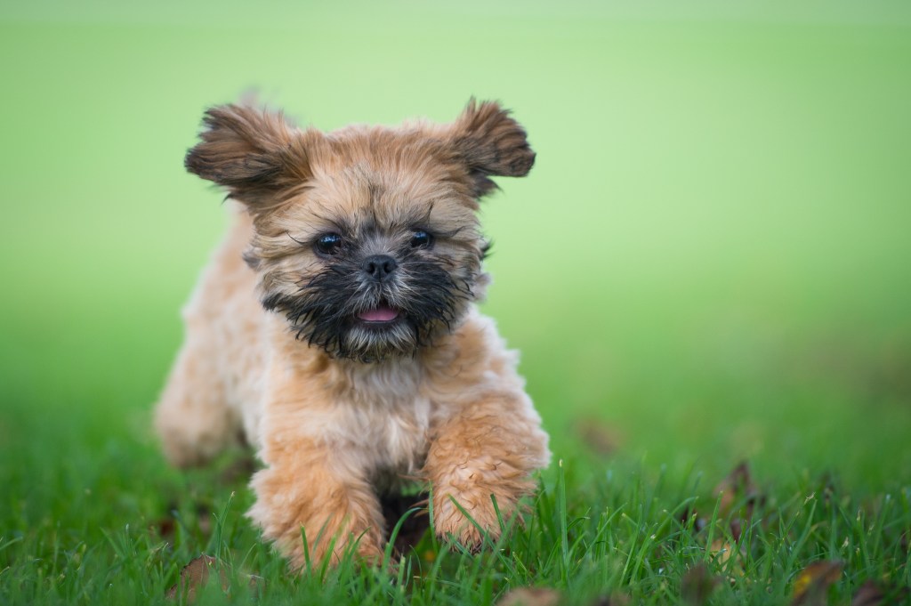 Shih Tzu puppy running through grass