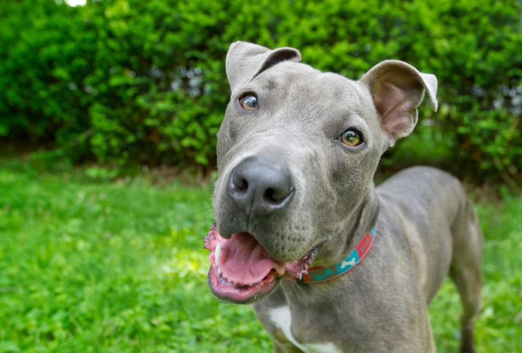 Pit Bull Terrier on grass