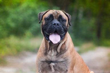 Close-up of Bullmastiff dog names