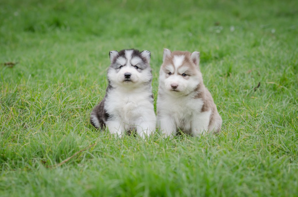 two Siberian Husky puppies on grass