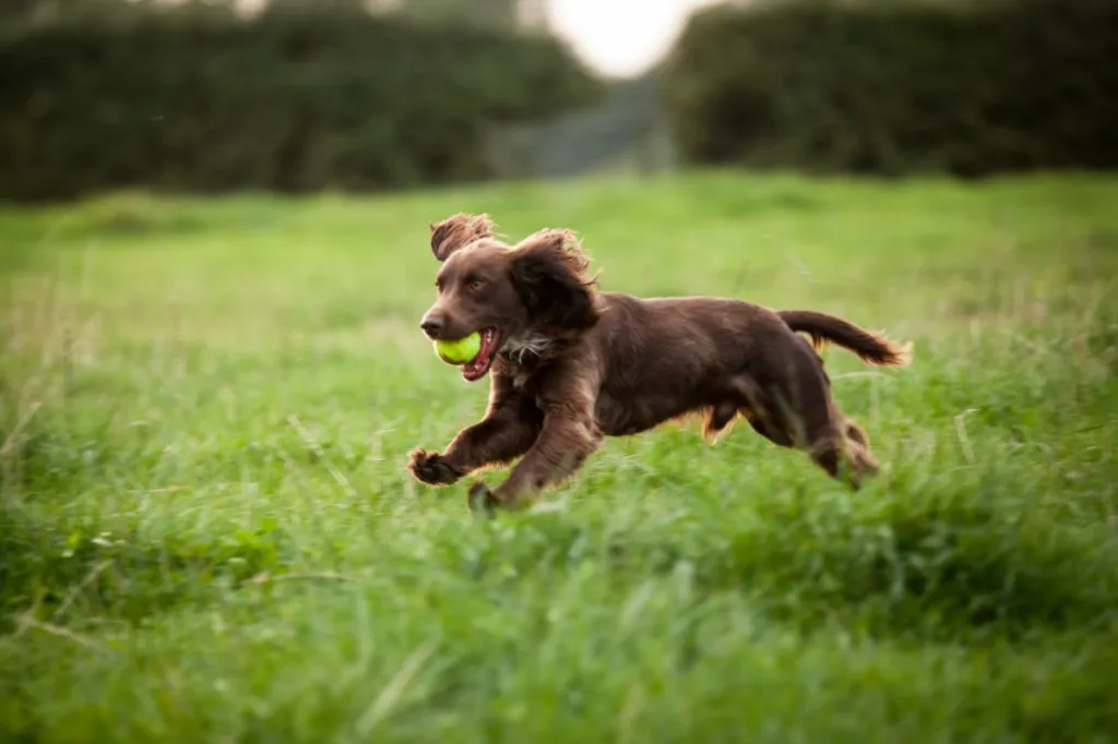 boykin spaniel running