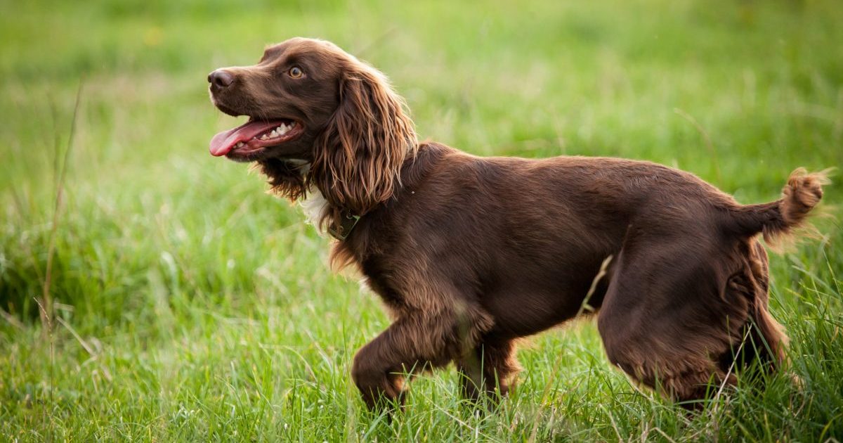 Boykin Spaniel male dog