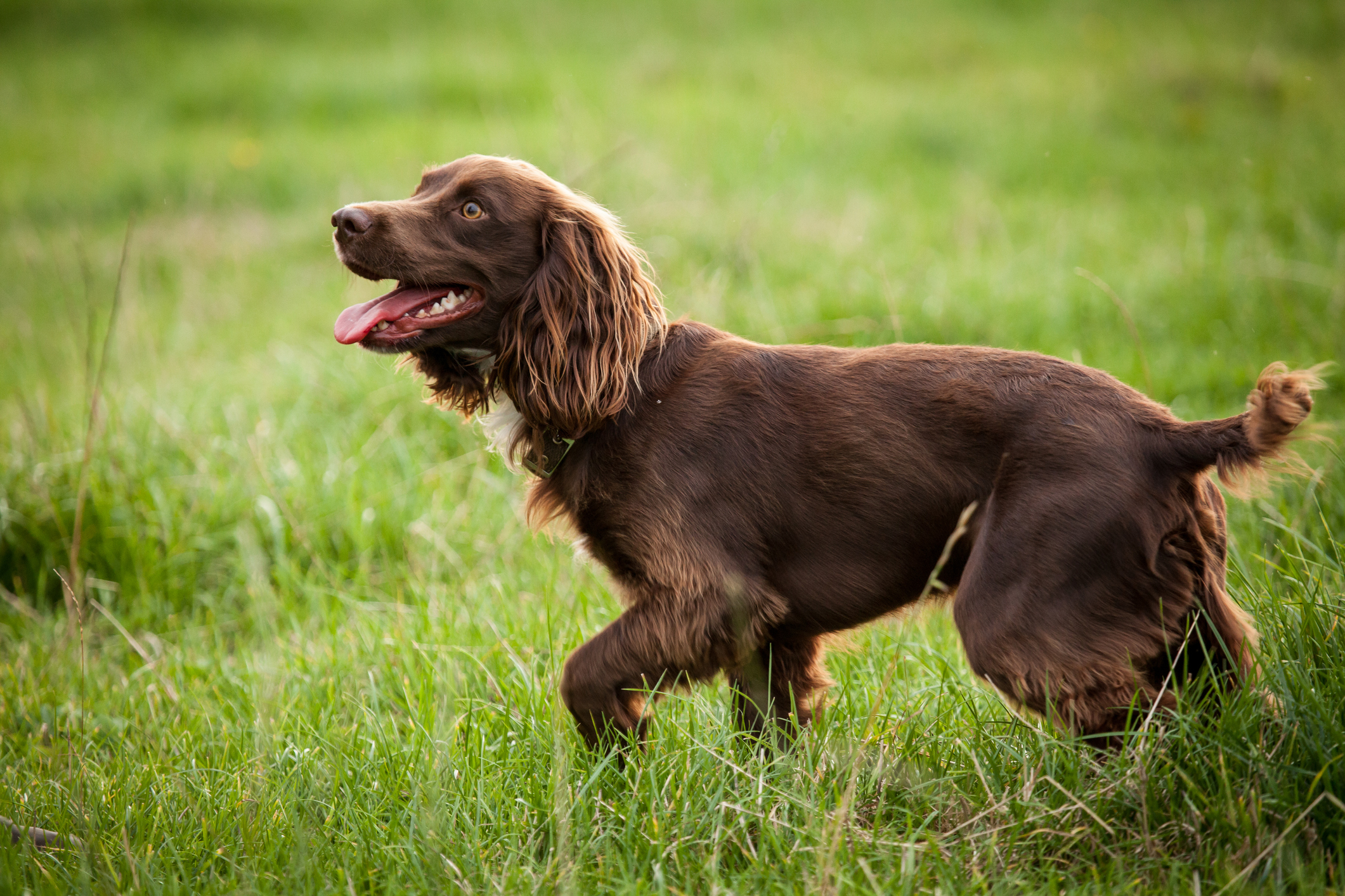 Best puppy food shop for boykin spaniel