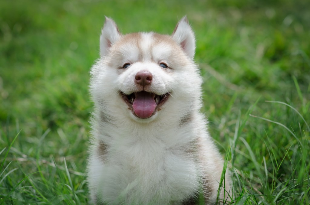 Siberian Husky puppy smiling