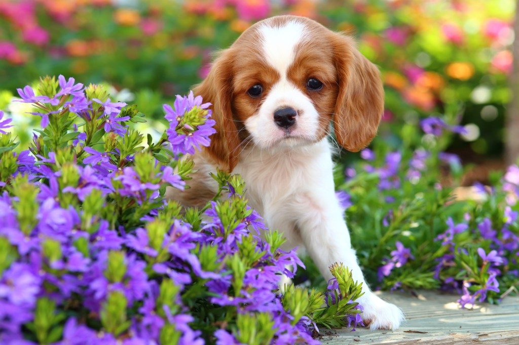 Cavalier King Charles Spaniel puppy in flower garden