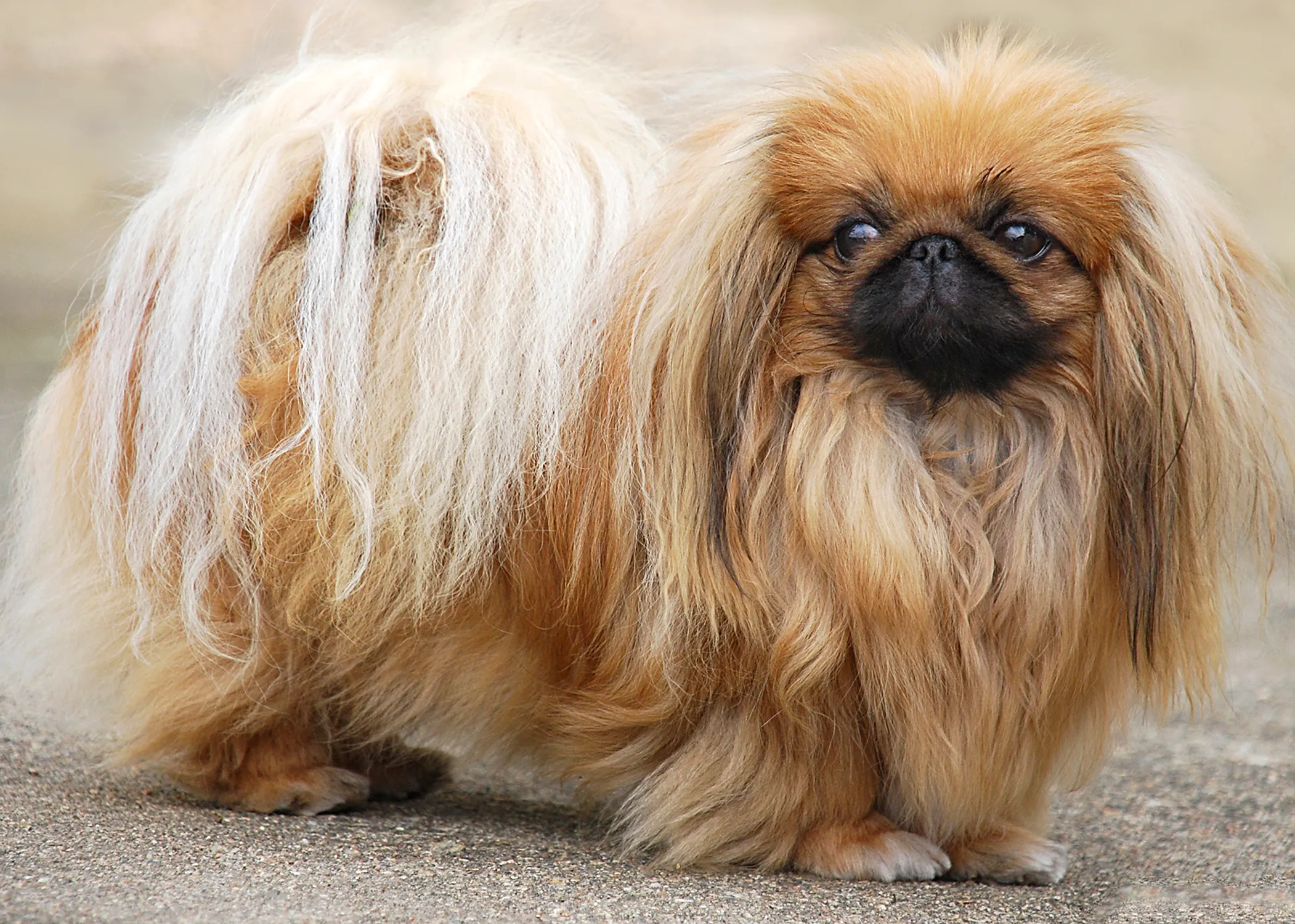 Pekingese sensitive outlet stomach